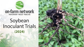 Soybean Inoculation Strategies: 2024 On-Farm Network Results