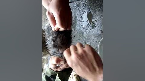 Đánh Tiết canh dúi rừng.