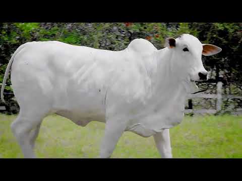 Lote 86   DOMENICA DA MUNDIAL   MUN 5148 zap