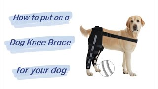 How to put on Hinged Dog Double Leg Brace for your dog? | Lovepluspet