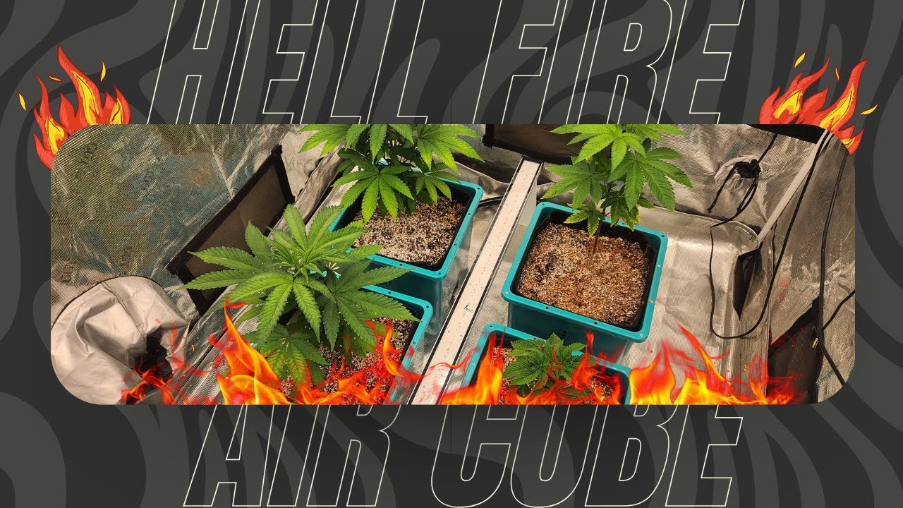 Это ИДЕАЛЬНАЯ комбинация для выращивания? AirCube + NEO-780 + HellFire 120W под кроной!