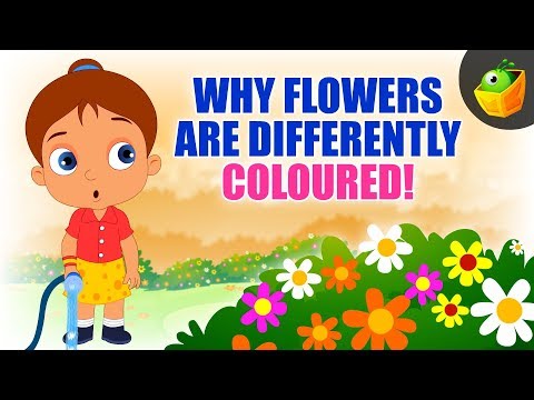 Why Flowers 🌺🌻🌸 are Differently coloured - Preschool Kids Learning Video for Kids& Toddlers