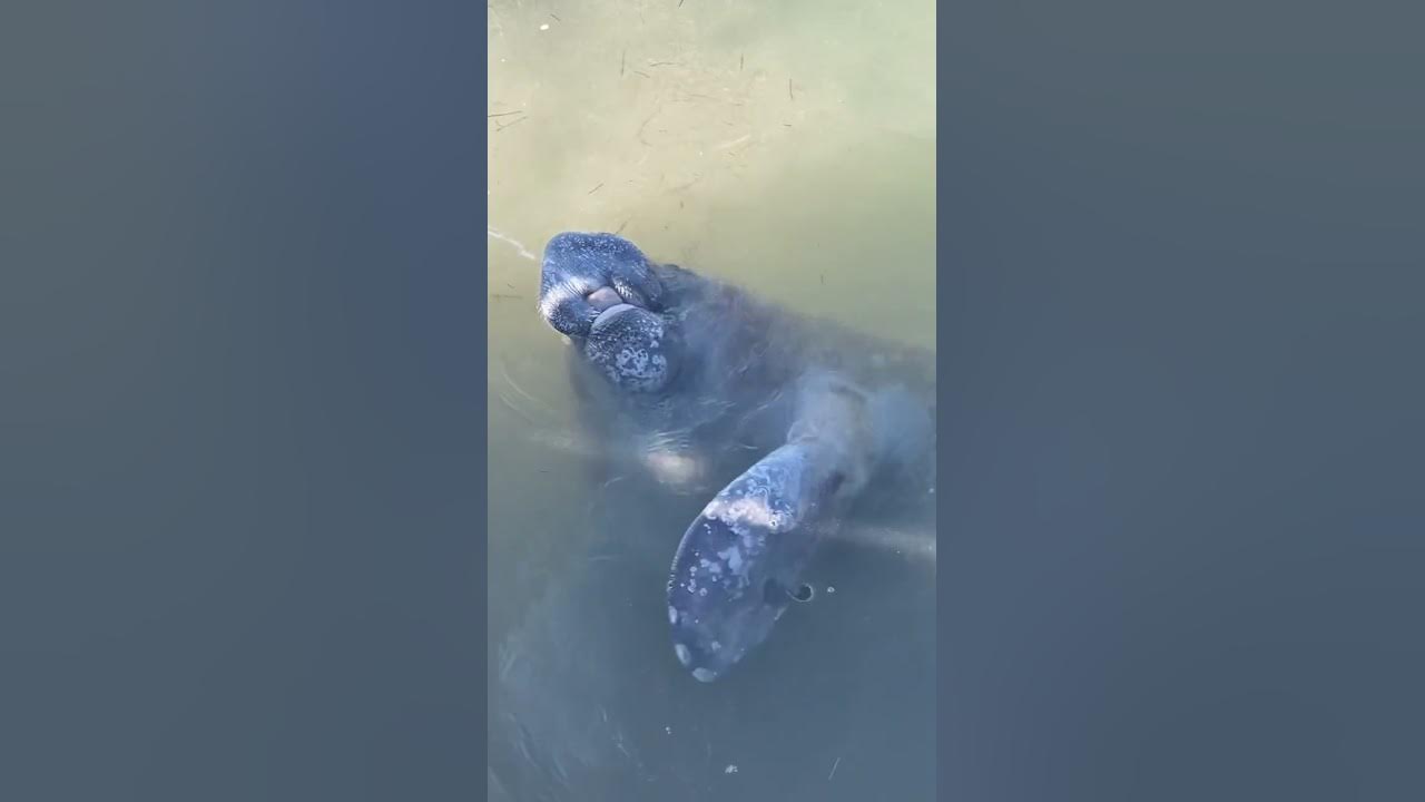 Encountered with a huge manatee also known as sea cow ( Florida U.S.A