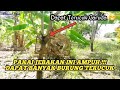 Mikat Di Kebun Pisang Dapat Banyak Burung Terucuk Mp3 - Mp4 Download