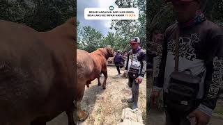 SAPI JUMBO HAJI BOCIL HARGA 47 JUTA🔥 #review #sapi #super #jumbo #murah #big #show #viral #fyp