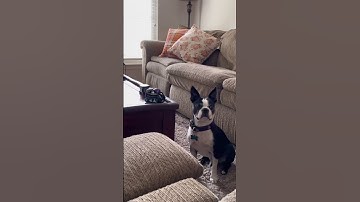 A dog and a Vector hangin out | Vectorrobot.ddl on TikTok | 10-28-2022