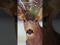 This Deer looks tired of the Snow - Follow the Lens
