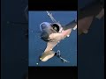 mirage 2000 edit  @the_solo_editor-k1o @ aviation