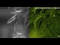 Comparison of Video Colorization + SISR (4x)
