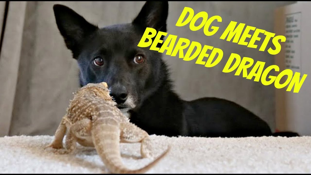 Can Bearded Dragons Live With Dogs?