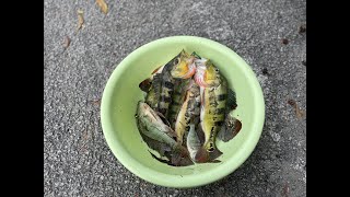 Peacockbass | Cichla monoculus | Tasik Biru | Artemis Pure | Ultralight Fishing | IKan Raja