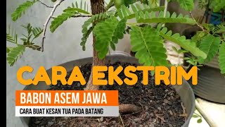 Cara Membuat Batang Bonsai Asem Jawa Agar Terlihat Tua