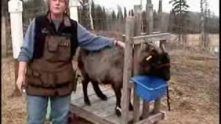 Combing Cashmere Goats - Part 1