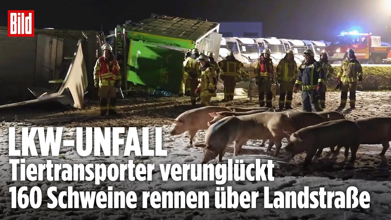 SCHWERER VERKEHRSUNFALL: Viehtransporter kippt um! Fahrer überlebt – Feuerwehr rettet Schweine