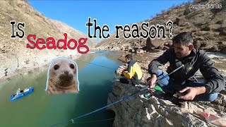 "Misty Morning Fishing Adventure: Sea Dogs, Fish, and Riverside Serenity"
