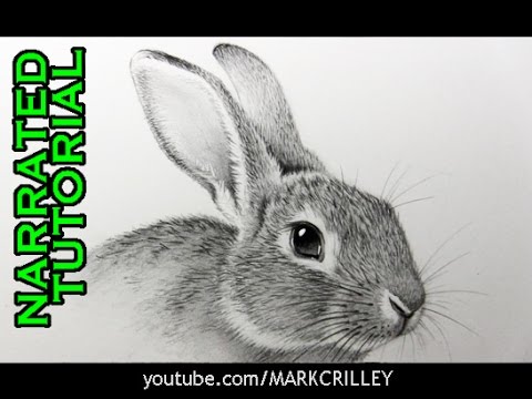 How To Draw Animals Realistic @