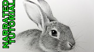 How to Draw a Rabbit: Narrated, Step-by-Step