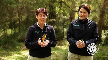 Helmeted Honeyeaters fly free!