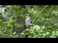 The song of the northern mockingbird  bird sounds  10 hours