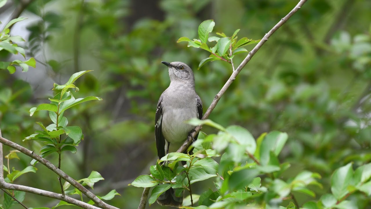 The song of the Northern Mockingbird Bird Sounds 10 Hours YouTube