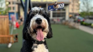 “Hugo” the 1.5yr old Bernedoodle two week Board and Train  by Trainer Pat