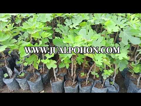 Panen Melimpah dengan Tanam Bibit Buah Tin Unggulan dari Kami!