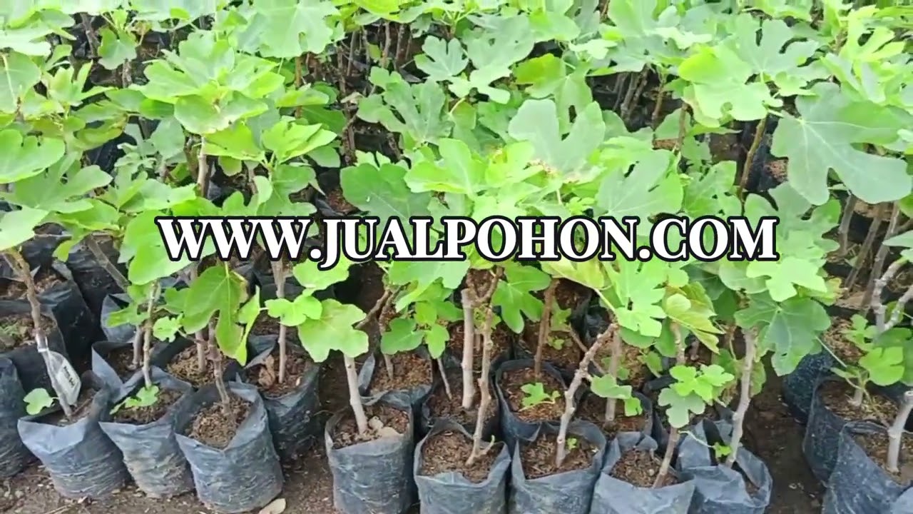 Panen Melimpah dengan Tanam Bibit Buah Tin Unggulan dari Kami!