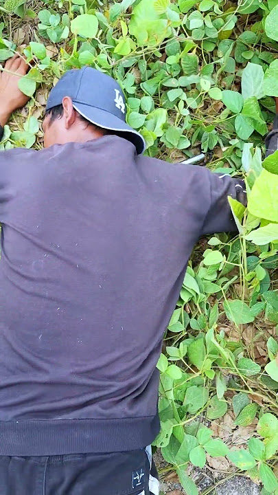 Casting Toman Gemoy Monster. #mancing #casting #ikan #fishing #castinger #fish #ikantoman