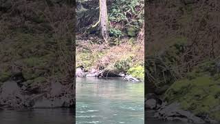 Mystery mustelid running on the bank of the Kalama River