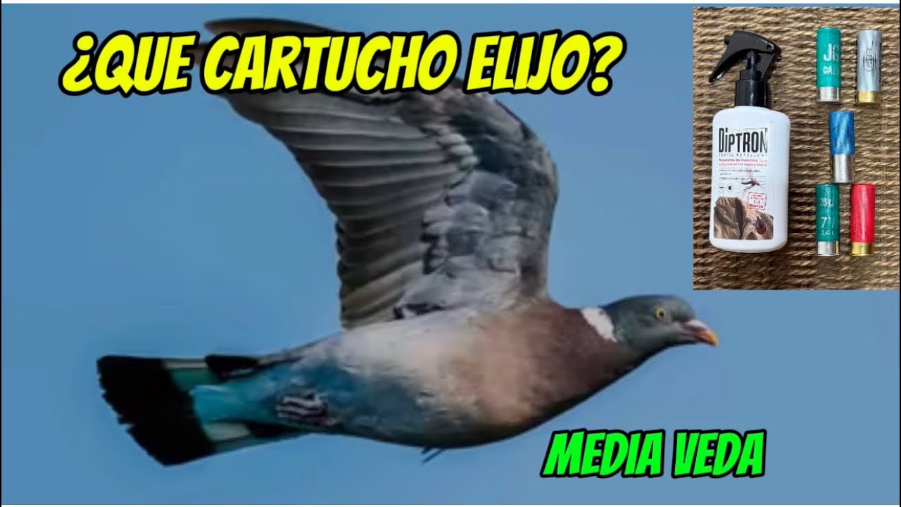 	“¿Cuál es el Cartucho Letal para la Paloma Torcaz? 🕊️ Benelli 828U en Media Veda”