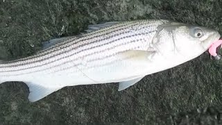 Striper Fishing Indian River Inlet, Delaware in January