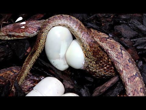 뱀들이 많은 이유는 따로 있었네요~#egg #snake #reptiles