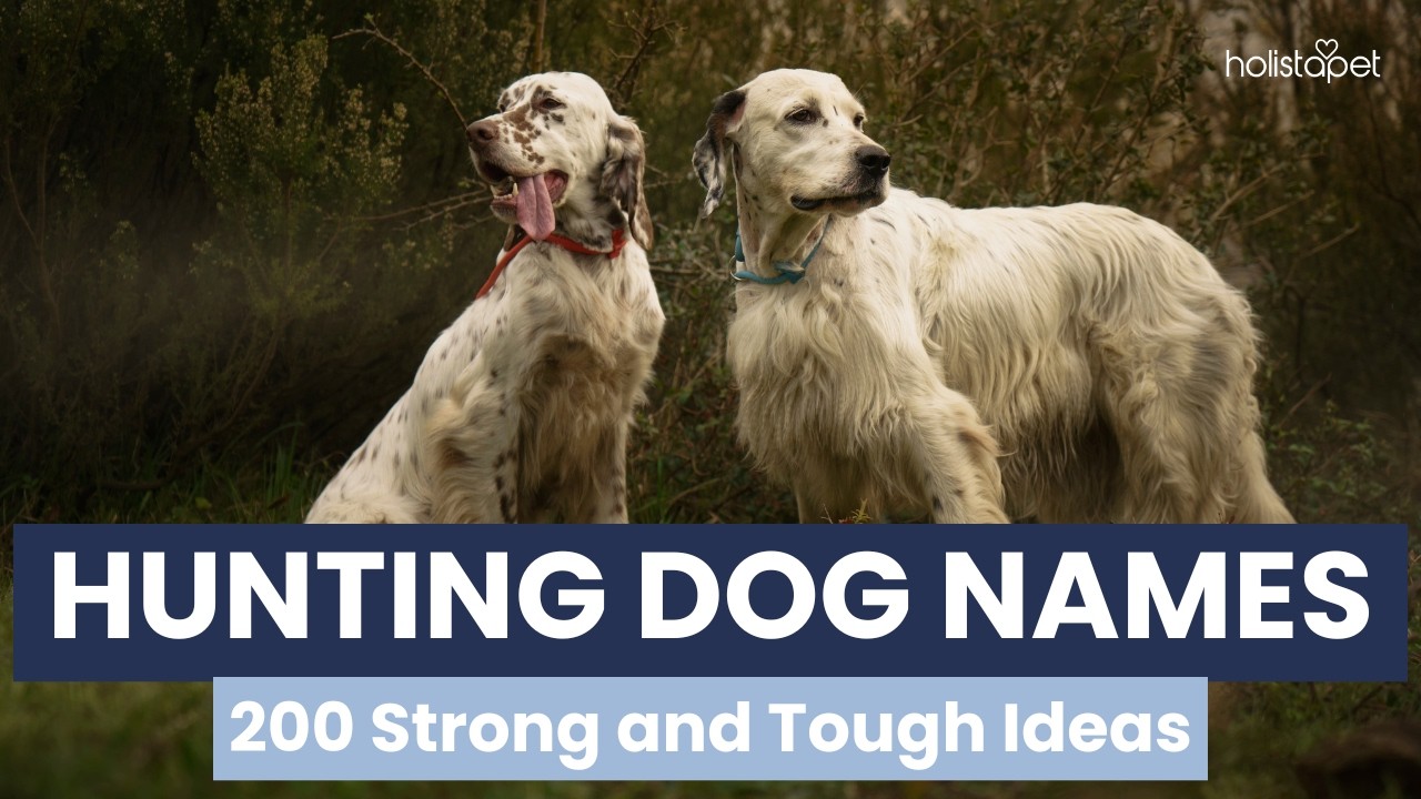 Best Hunting Dog Names  200 Picks Most Owners Haven’t Thought Of