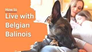 How to live with Belgian Malinois