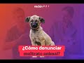 ¿Cómo denunciar maltrato animal?