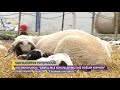 Küçükbaş Dünyası - Suffolk Koyun Yetiştiriciliğinin Özellikleri.