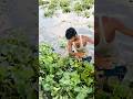 Hidden Fish Treasure Found Under the Net #shortsfeed #short #fish #fishing #villagepond #viralshort