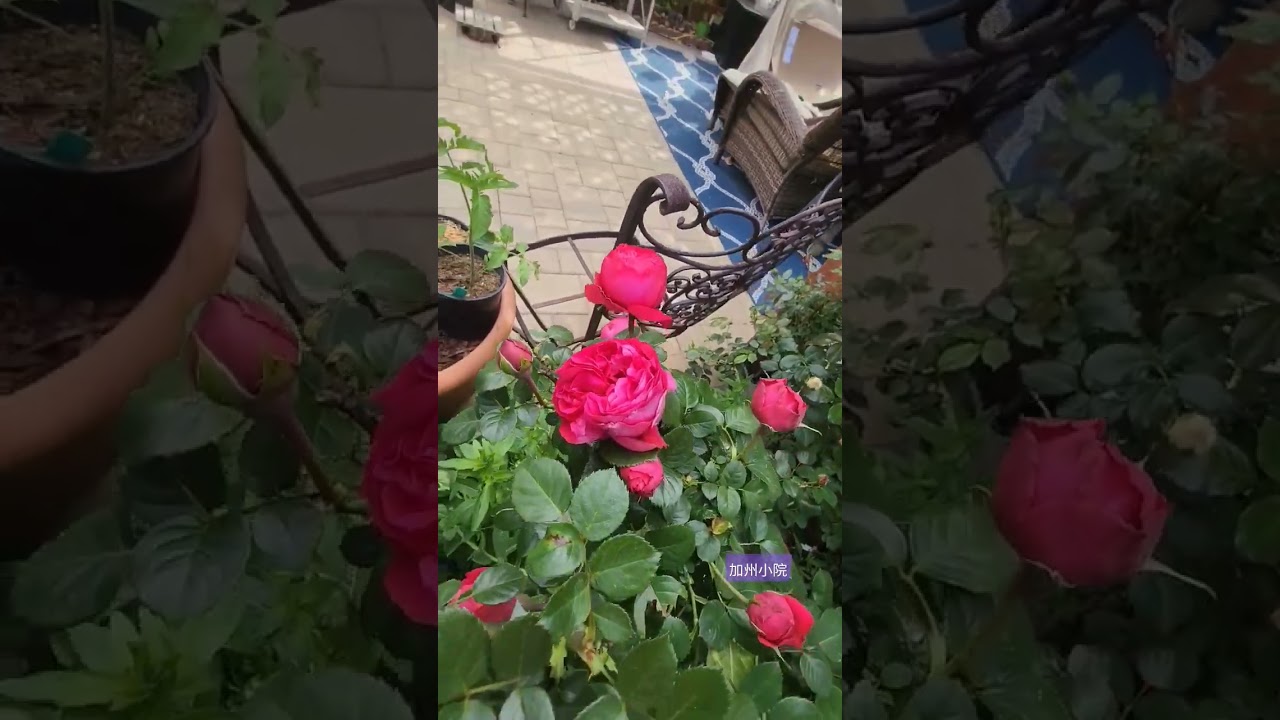 rose vlog 04232024 red Eden