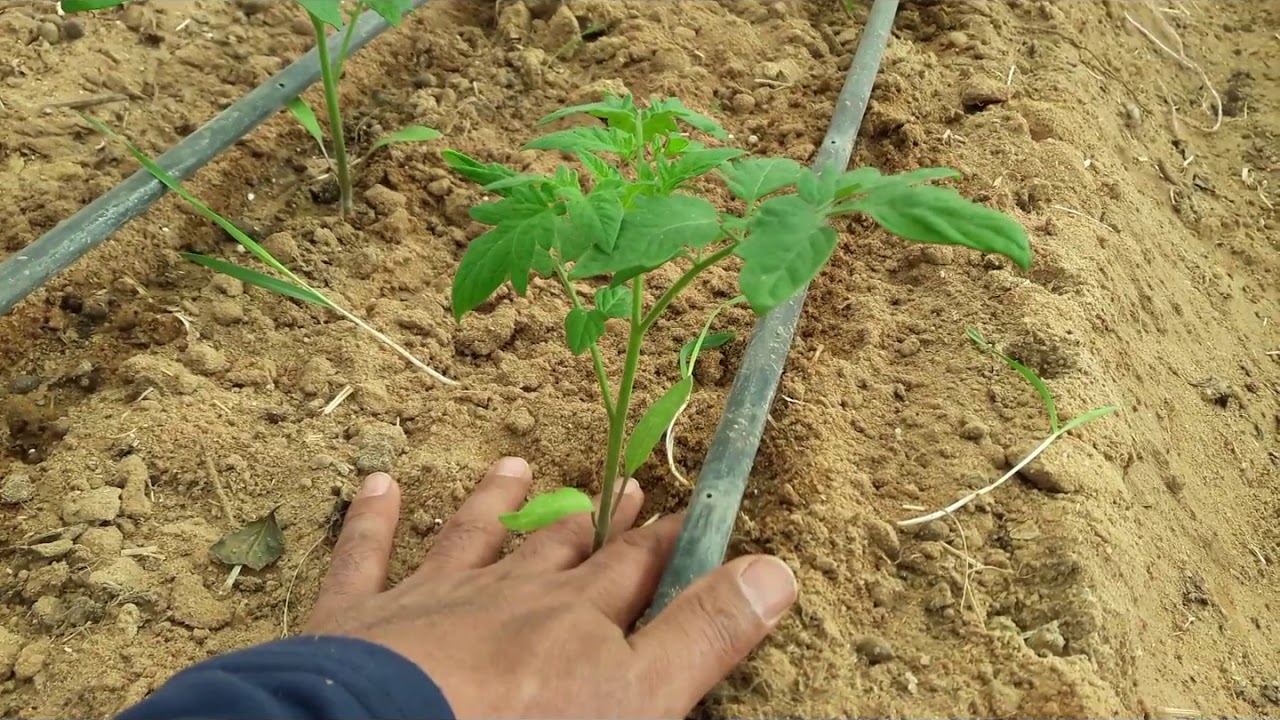 ٍس هل يمكن أقامة بيوت محمية على الأراضى الطينية ؟؟؟؟؟؟؟؟