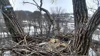 Decorah Eagles Sub adult visits the nest 12 15 2017