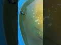 Pool pond update #fishpond #fishing #fish #aquarium