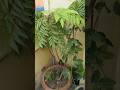 Curry leaf plant 🌿 Curryplant #healthytips #foodandflowers #ytshorts #viral_shorts