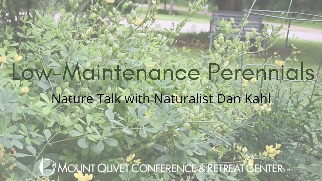 Low Maintenance-Perennials | Nature Talk