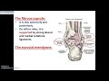 The Ankle Joint - Dr. Ahmed Farid