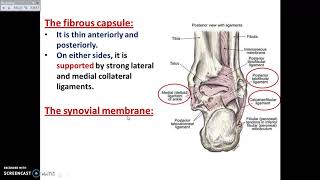 The Ankle Joint - Dr. Ahmed Farid