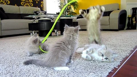 Watch the video about Lacie's Ragdoll Kittens Play with String