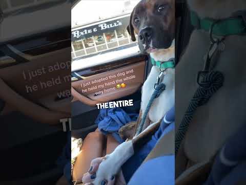 Video: NÖDVARMNING - Den här hunden behöver ett hem nu.