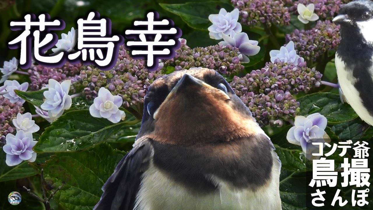 コンデジ鳥撮散歩　花鳥幸　三鈷の松の御利益？　兵庫県・北播磨