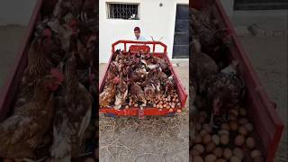 Why Farmers Torch Empty Chicken Houses 🔥 #poultry #chicken #poultryfarming