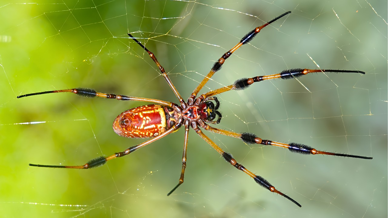 How Spider Webs Are Evolution’s Perfect Weapon: Spider Facts